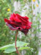 Voir les couleurs